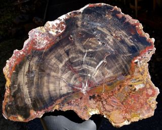 Mw: Petrified Wood Conifer W/ Fungus - Paria,  Utah - Polished Slab