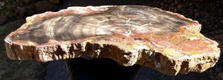 Mw: Petrified Wood CONIFER w/ FUNGUS - Paria,  Utah - Polished Slab 2
