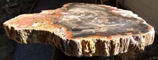Mw: Petrified Wood CONIFER w/ FUNGUS - Paria,  Utah - Polished Slab 3