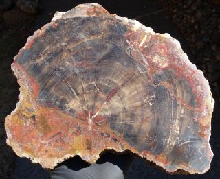 Mw: Petrified Wood CONIFER w/ FUNGUS - Paria,  Utah - Polished Slab 5
