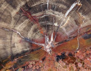 Mw: Petrified Wood CONIFER w/ FUNGUS - Paria,  Utah - Polished Slab 6