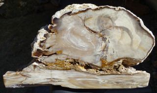 Mw: Petrified Wood Cypress - Sunnyside,  Washington - Double Heart Round On Plank