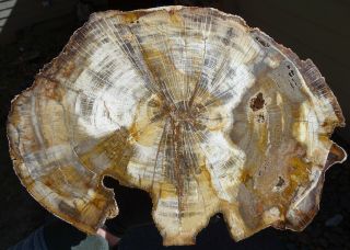 Mw: Petrified Wood Oak - Deschutes Canyon,  Oregon - Lrg Polished Slab