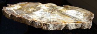Mw: Petrified Wood OAK - Deschutes Canyon,  Oregon - LRG Polished Slab 3