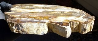 Mw: Petrified Wood OAK - Deschutes Canyon,  Oregon - LRG Polished Slab 4