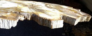Mw: Petrified Wood OAK - Deschutes Canyon,  Oregon - LRG Polished Slab 5