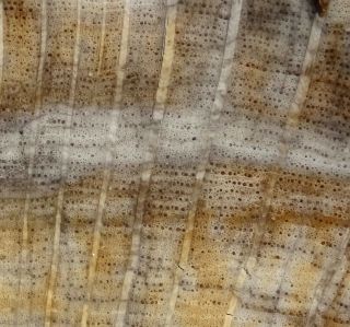Mw: Petrified Wood OAK - Deschutes Canyon,  Oregon - LRG Polished Slab 6