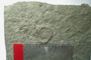 Precambrian Ediacaran Vendian Eoporpita Fossil Ukraine