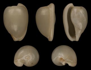 Seashell Conchiglia Cowrie - Cypraea Edentula Sinistral Specimen.  Rare