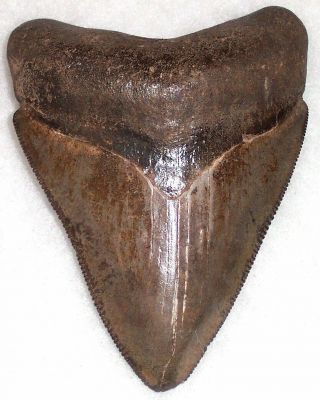Brown Sharply Serrated 3 1/8 " Fossil Megalodon Shark Tooth
