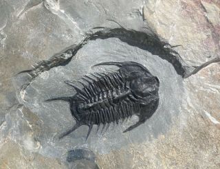 Ebay Ultimate Killer Olenoides Vali Trilobite Fossil