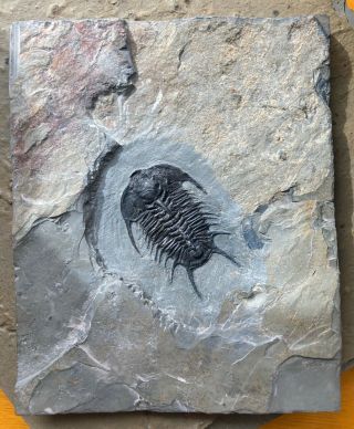 eBay ULTIMATE KILLER Olenoides vali trilobite fossil 2