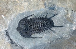 eBay ULTIMATE KILLER Olenoides vali trilobite fossil 3