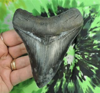 Megalodon Sharks Tooth 4 5/16  Inch No Restorations Fossil Sharks Teeth Tooth