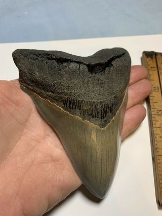 Megalodon Shark Tooth,  5 3/8 In,  Extremely Rare,  Serrated Museum Quality Fossil