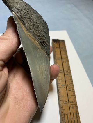 Megalodon Shark Tooth,  5 3/8 in,  Extremely Rare,  Serrated Museum Quality Fossil 3