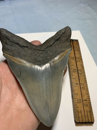 Megalodon Shark Tooth,  5 3/8 in,  Extremely Rare,  Serrated Museum Quality Fossil 4