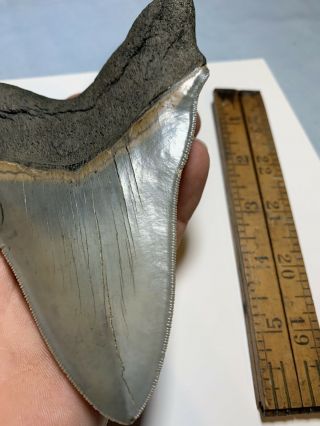 Megalodon Shark Tooth,  5 3/8 in,  Extremely Rare,  Serrated Museum Quality Fossil 5