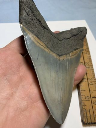 Megalodon Shark Tooth,  5 3/8 in,  Extremely Rare,  Serrated Museum Quality Fossil 6