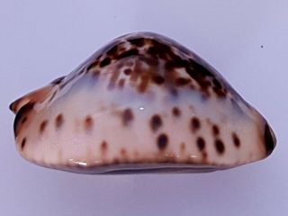 Cypraea Zoila Jeaniana 68mm gem 3