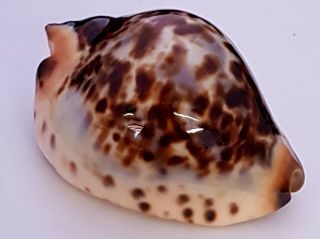 Cypraea Zoila Jeaniana 68mm gem 4