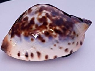 Cypraea Zoila Jeaniana 68mm gem 5