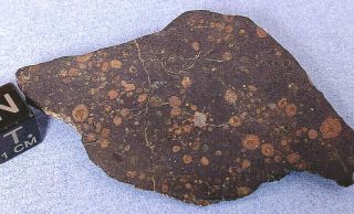 22.  165 Gr Crusted End - Cut Slice Nwa 5546 Cv3 Carbonaceous Chondrite Meteorite