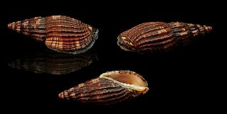 Seashell Voluta Lyria Solangeae 49.  92 Madagascar Black