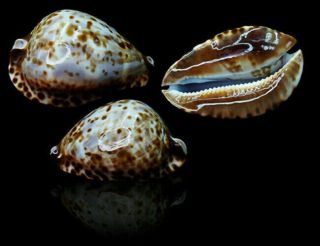 Seashell Cypraea Zoila Friendii Vercoi 75.  20 Walpole Australia Interesting