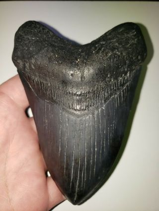 5.  70 " Megalodon Shark Tooth Fossil Shark Teeth