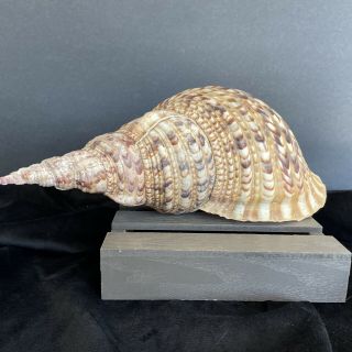 Extra Large 13.  5” Pacific Triton Trumpet Sea Shell