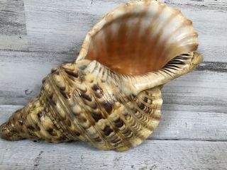 Extra Large 14 " Pacific Triton Trumpet Sea Shell Decor Collector Blowing