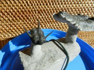 Coltranenia & Cyphaspis,  Sp Flying Trilobite Morocco