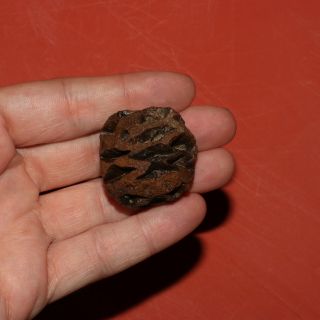 Meta Sequoia Pine Cone Fossil - Hell Creek Formation Cretaceous - Huge Fat Thick