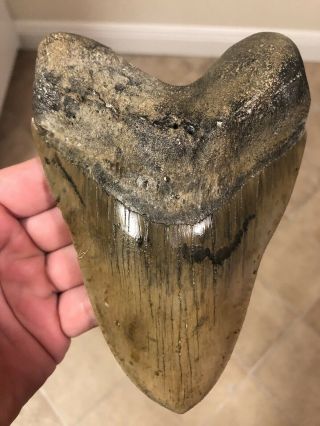 Massive 6.  20” Megalodon Tooth Fossil Shark Teeth