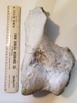 Titanothere Brontothere Large Distal End Of Humerus - Solid And Heavy Fossil