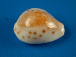 Cypraea Rashleighana,  Pattern,  Heavy Callous,  17.  7mm,  Hawaii Shell