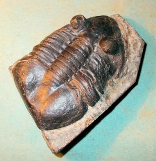 Rare 7cm Complete Pseudomegalaspis Patagiata With Shell: L,  Ordovician,  Sweden
