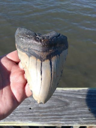 Near 6  Megalodon Shark Tooth Rare Fossil Mega Large Tooth.  No Repairs Ever