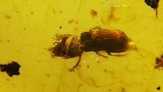 Cretaceous Very Rare Heteroceridae (byrrhoidea) Beetle In Burmese Amber Burmite