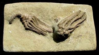 Extinctions - Unusual Double Crinoid Fossil - Macrocrinus & Decadocrinus