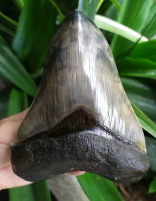 Megalodon Shark Tooth 5,  7  X 4 " Large Upper Indo 320 Gr Rich Mixed Blue Colors
