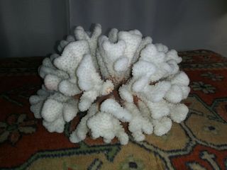 Large Natural Cauliflower? Coral Beach Decor Aquarium 9.  5 " White