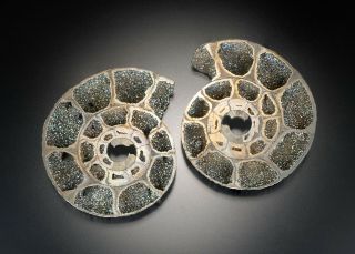 Pyritized And Crystalized Sliced Ammonite Pair From Volga River,  Saratov,  Russia