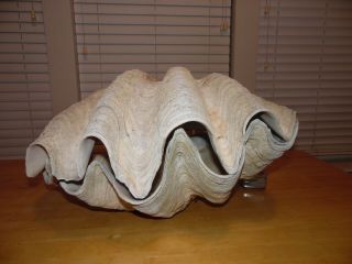 Real Giant Clam Sea Shell Tridacn 25 " Wide Matching Set