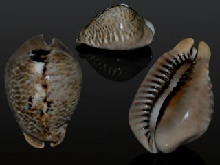 Seashell Cypraea Mus Donmoorei Monster My Best One 65.  5 Mm
