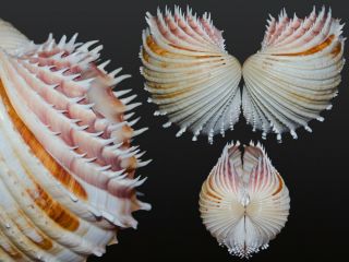 Seashell Cardium Indicum Top Game For Aesthete Very Toothy 84.  8 Mm