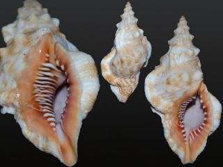 Seashell Bufonaria Fernandesi Gorgeous Fantastic Specimen 79.  5 Mm F,  /f,