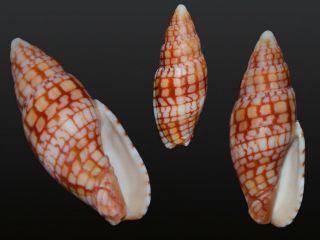 Seashell Quasimitra Sanguinolenta Very Rare 34.  8 Mm