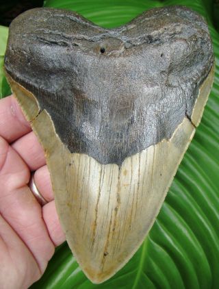 Megalodon Shark Tooth - Xxl 5 & 13/16 - Real Fossil - No Restoration - S.  C Meg